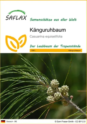 Produktbild von SAFLAX - Känguruhbaum - 200 Samen - Casuarina equisetifolia
