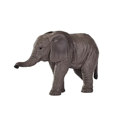 Image de Mojo Wildlife, Afrique du Sud : Jeune éléphant - 387190