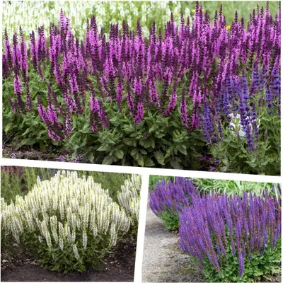 Produktbild von Stauden Gänge 3 x Salvia Kollektion im 1 Liter Topf - Steppensalbei im Mix - Die perfekte Mischung für blühende Vielfalt - Dauerblüher