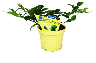 Obrázek produktu pro Kaffir Limetka - Citrus hystrix - 1 rostlina - Kaffir Limetka Koření Rostlina