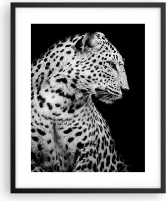 Produktbild von Gerahmtes Poster - Schwarzer Rahmen - Leopard Panther Katze - 40x50 cm - Wand Bild - Wanddeko - Wandbilder - Kunstposter - Wandposter - Bilderrahmen - Bilder - Kunstdruck - P2BPA40x50-4919