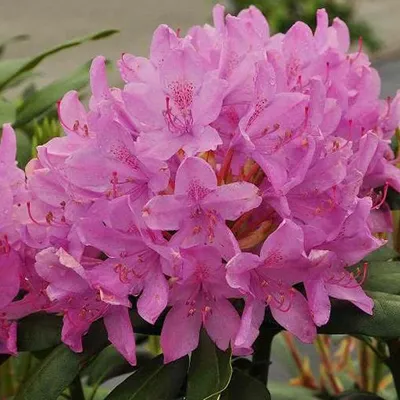 Obrázek produktu pro Rododendron 'Roseum Elegans' | 40–50 cm v kontejneru