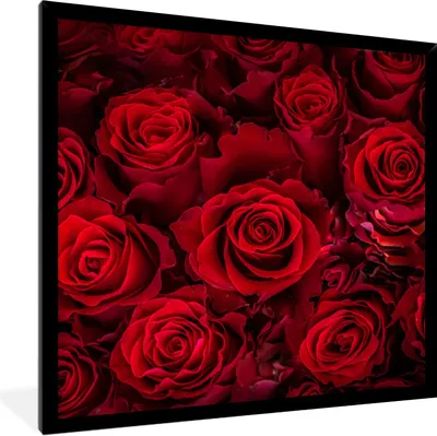 Produktbild von MuchoWow® Gerahmtes Poster Blumen - Rosen - Rot 40x40 cm - Poster mit Schwarzem Bilderrahmen Wandposter Rahmen Foto Bilder - Mit Rahmen - Wanddekoration Schlafzimmer