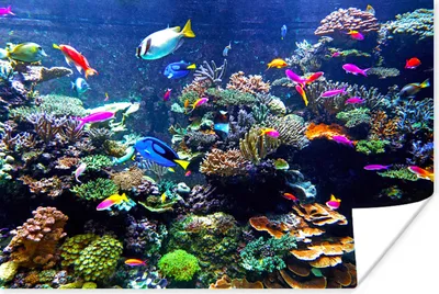 Produktbild von MuchoWow® Poster Koralle - Fische - Aquarium 60x40 cm - Schlafzimmerdekoration