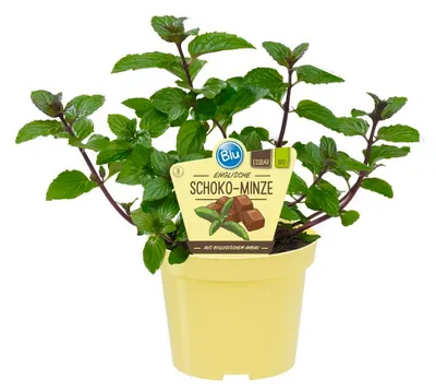 Produktbild von Schoko-Minze- Mentha x piperita - Kräuterpflanze im 12cm Topf