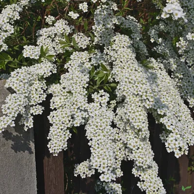 Produktbild von Spiraea cinera Grefsheim Weiße Rispenspiere Lieferhöhe auswählbar bis zu 100 cm , Größe:40-60 cm