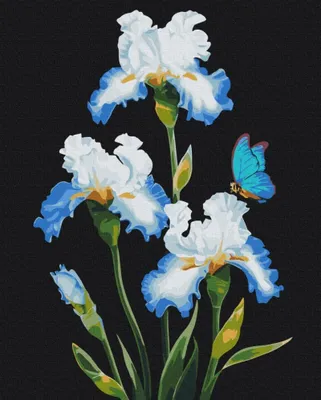 Image de Peinture par numéros BRUSHME 40 x 50 cm Iris