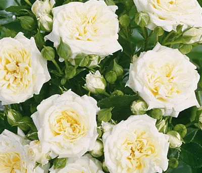 Produktbild von Dehner Rose Zwergrose Honeymilk®, Züchter Tantau, gefüllte weiße Blüten, nicht duftend, 15-30 cm, Topfware