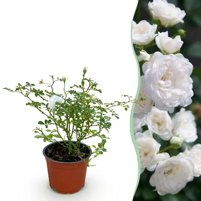 Produktbild von Gartenrose - Rosa White Fairy - Rose - Winterhart - Weiß - 20-30cm - Ø12cm - Gartenpflanze