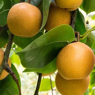 Obrázok produktu pre Pyrus pyrifolia 'Hosui', japonská hruška nashi, 5 litrový kvetináč