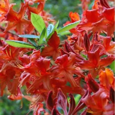 Immagine prodotto di Azalea decidua rossa - Azalea mollis  | 40-50 cm in vaso