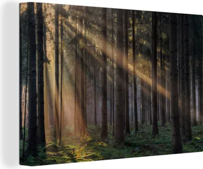 Obrázok produktu pre OneMillionCanvasses® - Maľba na plátne - Obraz na plátne Nástenná maľba na plátne - Stromy - Les - Slnko - Rastliny - 150x100cm - Fotografia na plátne