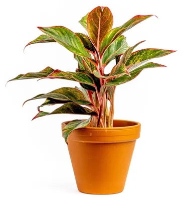 Obrázok produktu pre Gardners Aglaonema Crete, priemer 12-14 cm