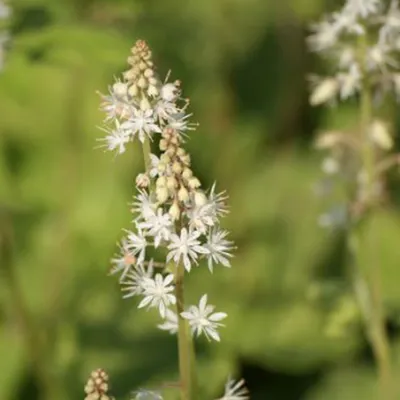 Image de 6 x Tiarella wherryi | Topf 9cm x 9cm