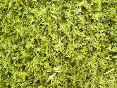 Produktbild von Shaggy Kota Kota pea (170x240 cm)