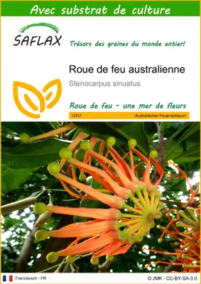 Image de SAFLAX  - Roue de feu australienne - 20 graines - Avec substrat - Stenocarpus