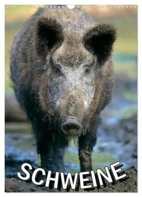 Produktbild von Schweine 2027 (Wandkalender 2027 DIN A3 hoch), CALVENDO Monatskalender