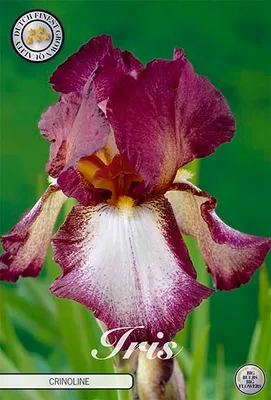 Artikelbild 2 von 'Iris Germanica Crinoline (1 Stück)' aus der Kategorie Schwertlilienknollen / Iris