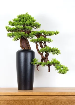 Obrázek produktu pro Pokojová dekorativní bonsai ve váze - Borovice (PN-30)