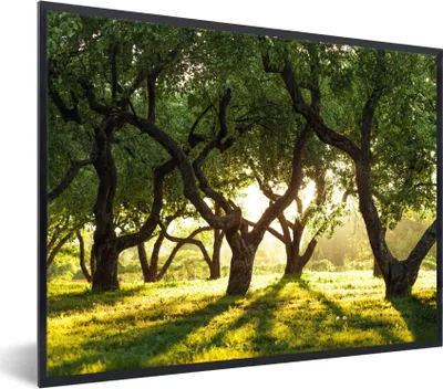 Produktbild von MuchoWow® Gerahmtes Poster Bäume - Natur - Sonne 80x60 cm - Poster mit Schwarzem Bilderrahmen Wandposter Rahmen Foto Bilder - Schwarzem - Mit Gestell