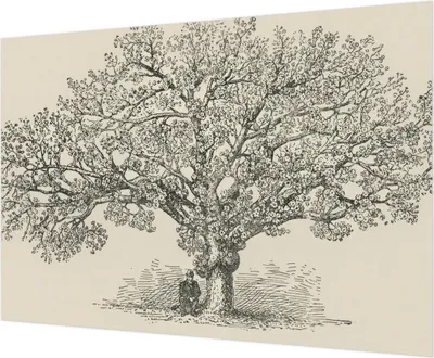 Produktbild von Wandtapete - Dekorative Tapete für Wohnzimmer - Tapetenfolie für Wanddekoration - 312x219 cm - Baumillustration