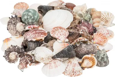 Produktbild von Muschelmix 'Large', Gewicht ca. 520g | Muscheln und Schnecken