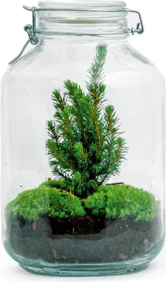 Obrázek produktu pro Skleněná zahrada Christmas – Stavebnice terária pro kutily – ↕28 cm – Vánoční terárium pro kutily – S mini vánočním stromečkem a mechem