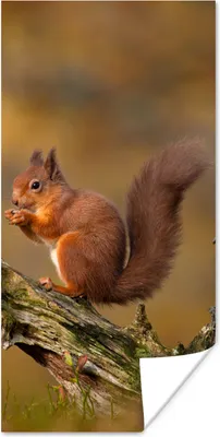 Produktbild von MuchoWow® Poster Eichhörnchen - Baumstamm - Wald 60x120 cm - Wandschmuck