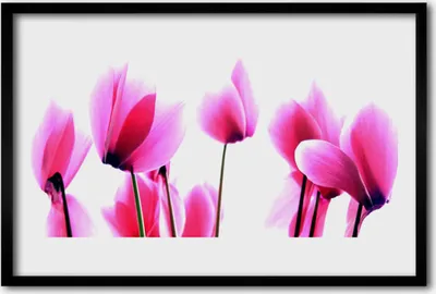 Produktbild von Bild 60x40 MDF-Rahmen Wandkunst Blumen Pflanzen