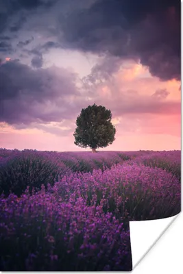 Produktbild von MuchoWow® Poster Lavendel - Lila Blumen - Baum - Natur 80x120 cm - Papierdruck
