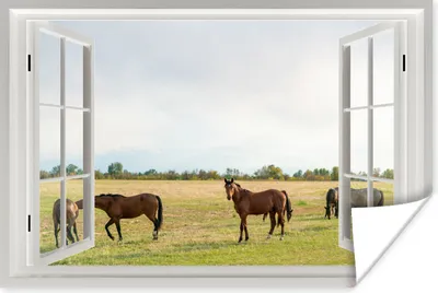 Produktbild von MuchoWow® Poster Aussicht - Pferde - Gras 120x80 cm - Bilder