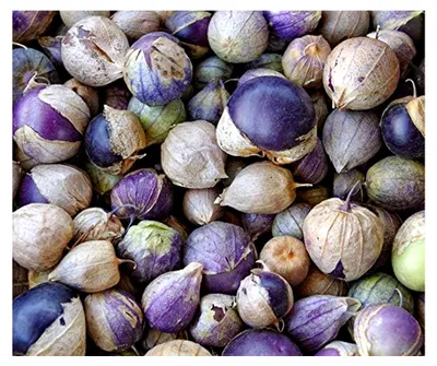 Produktbild von Tomatillosamen Purple/Lila Tomatillo Portion