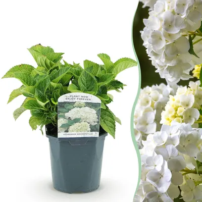 Image de Green boutiQ - Hortensia - Hydrangea macrophylla Blue - Fleurs blanches - 1 plante - Caduque - Peu d'entretien - Pot de 17 cm, hauteur 30 cm