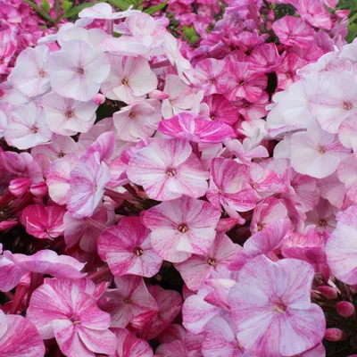 Obrázok produktu pre Phlox Floks Płomyk Wiechowaty Freckle Red Shades 1 ks sadeničky floxov