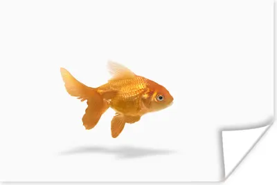 Produktbild von MuchoWow® Poster Goldfisch - Weiß - Fisch 90x60 cm - Schlafzimmer