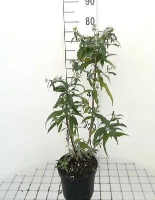 Zdjęcie produktu dla Buddleja dav. 'White Profusion' - Krzew motylkowy 40- 60 cm pojemnik