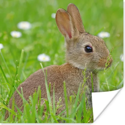 Produktbild von MuchoWow® Poster Kaninchen - Blumen - Gras 75x75 cm - Wand Dekoration
