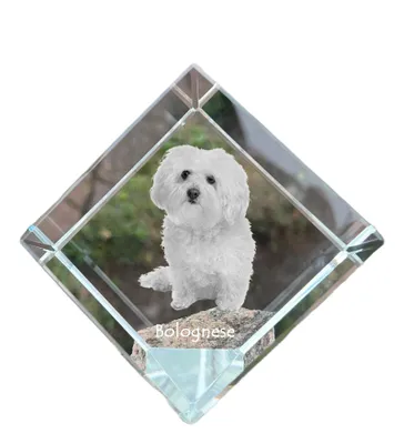 Produktbild von Bologneser, Bichon Bolognese - Kristallwürfel mit Bild, Pferdebild im Kristall, sechseckiger Papierclip der Marke Art-Dog