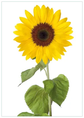 Produktbild von Wallario Premium Glasbild, freischwebende Optik, kräftige Farben, Größe 100 x 70 cm Motiv Sonnenblume