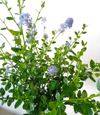 Produktbild von Ceanothus Impressus Säckelblume "Victoria" immergrün und winterhart 30 - 40 cm