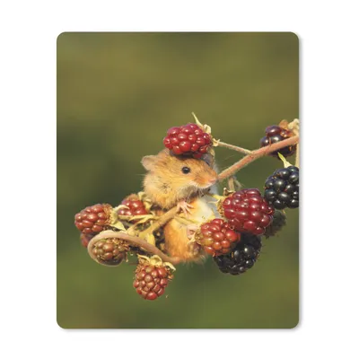 Obrázok produktu pre Podložka pod myš - Myš na bobuliach - 19x23cm - Rohožka pod myš