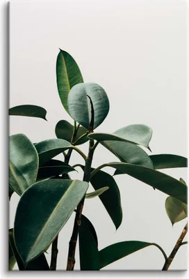 Produktbild von Leinwandbilder Wandbild für Wohnzimmer Grüne Blätter Pflanze 80x120 cm