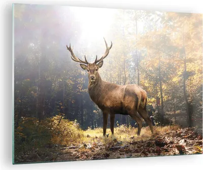 Produktbild von Bilder auf glas - Einteilig - Licht Hirsch Wald - 70x50cm - Glasbilder - Wandbilder - Bilder - zum Aufhängen bereit - Wanddekoration aus Glas - Glas Bilder - Wandbild auf Glas - GAA70x50-4452