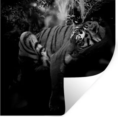 Produktbild von MuchoWow® Wandtattoo Wandsticker Wandaufkleber Tiere - Tiger - Dschungel - Schwarz - Weiß 80x80 cm Selbstklebend und Repositionierbar - Wierderverwendbar - Selbstklebend