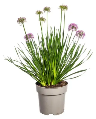 Zdjęcie produktu dla Allium Senescens Millenium - 50-60cm - Ø19cm - Roślina ogrodowa
