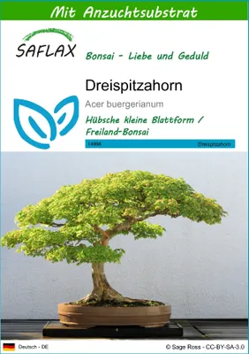 Produktbild von SAFLAX - Dreispitzahorn - Acer buergerianum - 30 Samen - Mit keimfreiem Anzuchtsubstrat