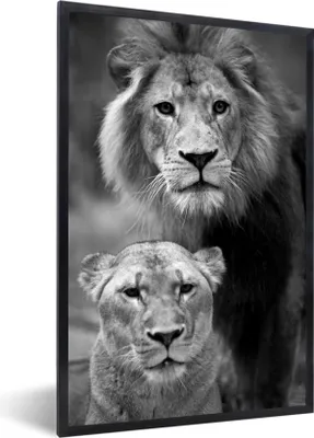 Produktbild von MuchoWow® MuchoWow® Gerahmtes Poster Porträt eines Löwen und einer Löwin - schwarz und weiß 60x90 cm - Poster mit zchwarzem Bilderrahmen - Kunst