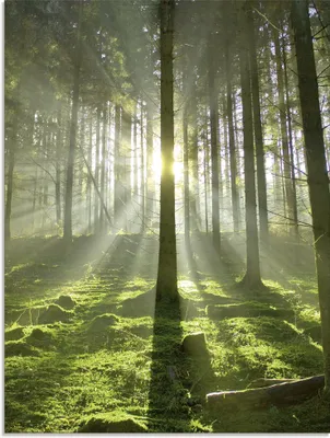 Produktbild von ARTland Glasbild Wald im Gegenlicht Größe: 60x80 cm