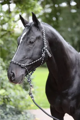 Produktbild von Covalliero robustes Knotenhalfter schwarz/grau, Größe Pferd:Full