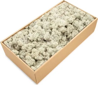 Produktbild von Islandmoos 500g in 30 Farben – Konserviertes Rentiermoos Natur, Farbe:Grau